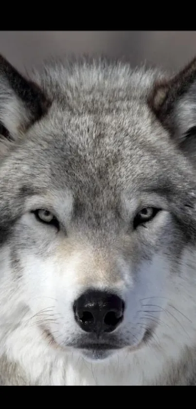 Close-up of a majestic wolf with intense eyes and detailed gray fur.