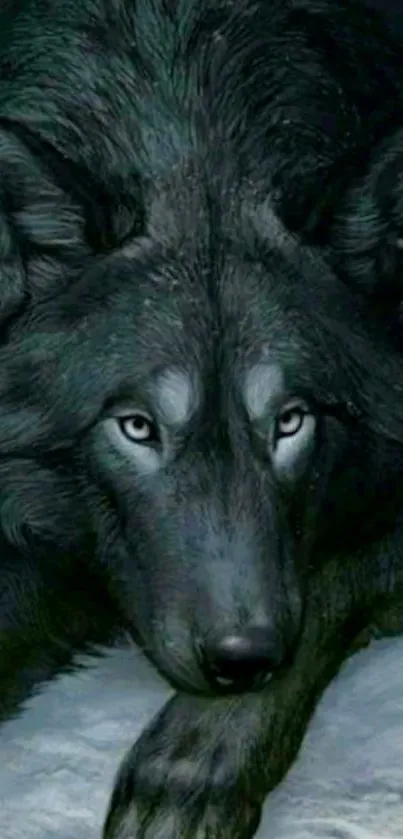 Majestic wolf with fierce eyes on a dark gray background.