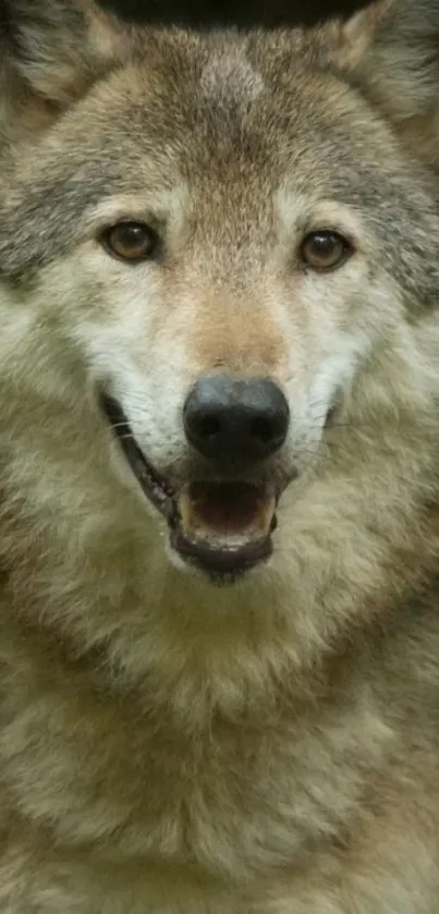 Close-up of a majestic wolf showcasing its natural beauty.