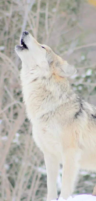 A majestic wolf howls in a snowy winter forest, surrounded by trees and snowdrifts.