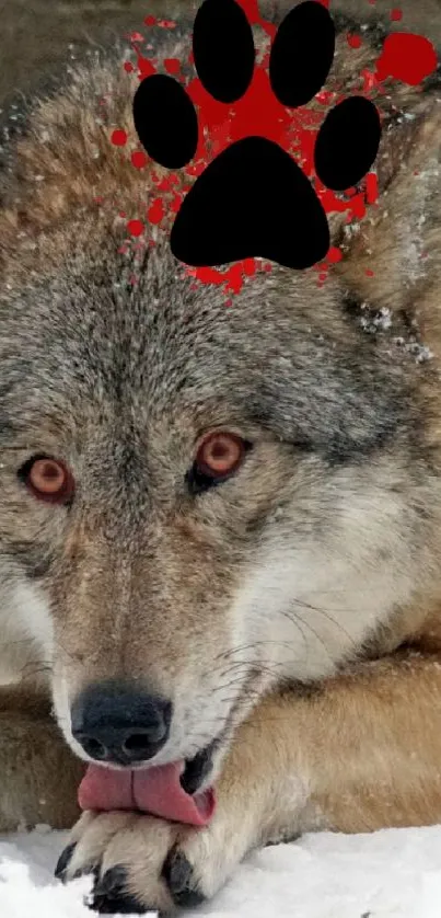 Majestic wolf lying in snow wallpaper with a paw print symbol.