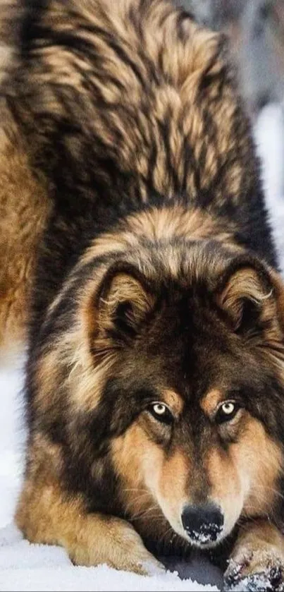 Majestic wolf poised in a snowy forest setting.