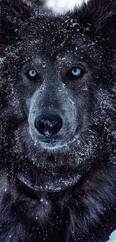 Close-up of a snow-dusted wolf with blue eyes in a winter setting.