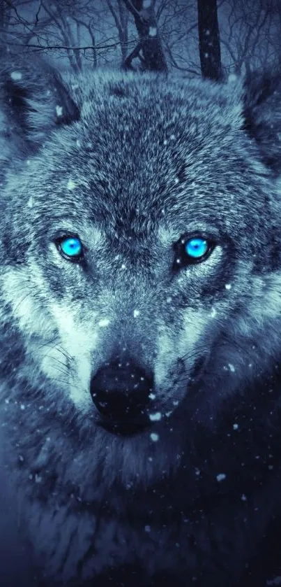 Majestic wolf with blue eyes in snowy forest.