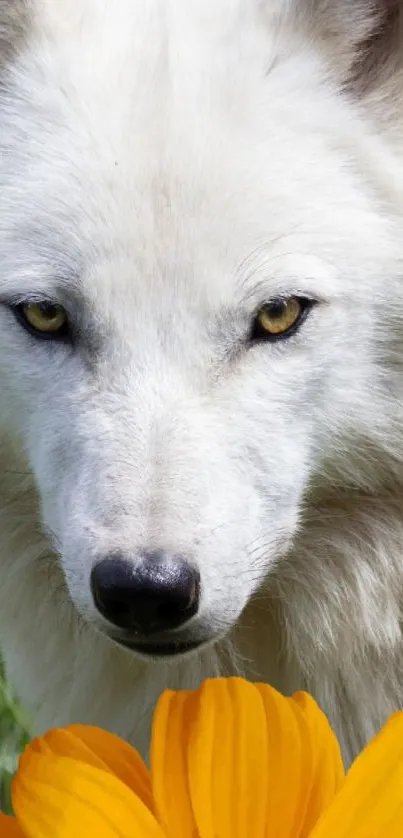 White wolf with yellow flower mobile wallpaper.