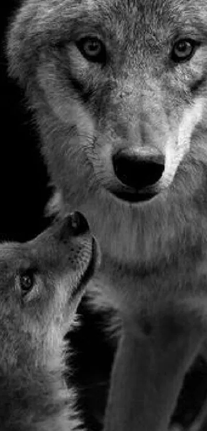 Black and white portrait of two wolves in nature.