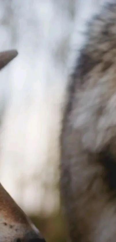 Closeup of a majestic wolf's fur in a serene natural setting.