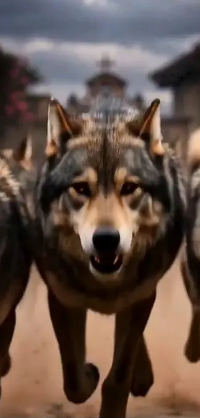 Majestic wolves running with intensity in a dynamic wildlife scene.