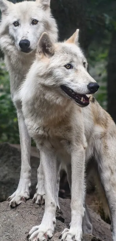 Majestic wolves standing on rocks in a lush forest setting.