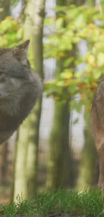 Two majestic wolves in a lush green forest scene.