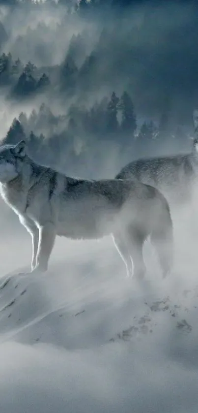 Two wolves standing in a misty mountainous forest.