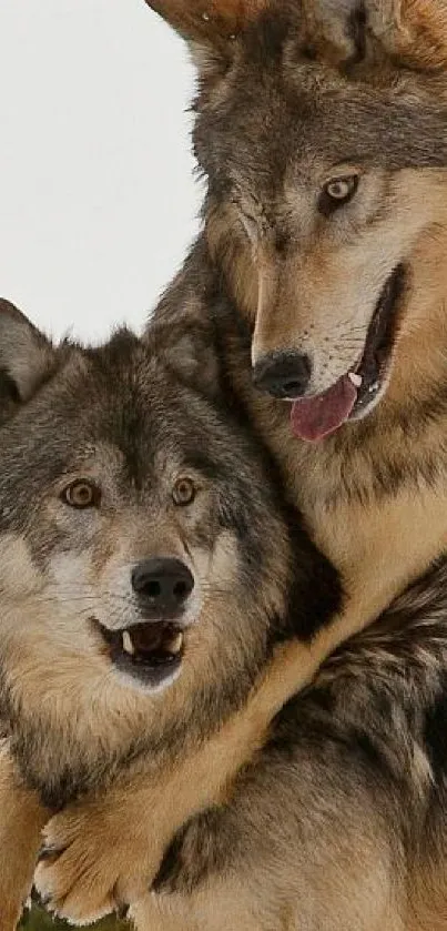 Two majestic wolves in a natural setting, showcasing wildlife beauty.