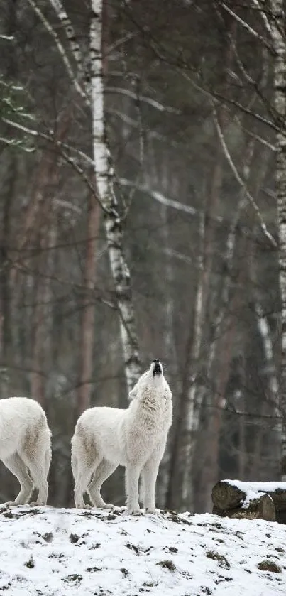 White wolves on snowy hill in forest.