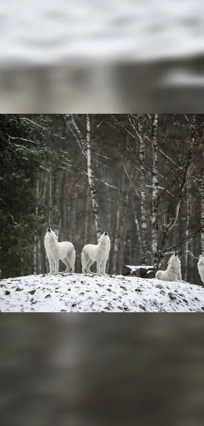 Wolves standing on a snowy hill in a forest setting.