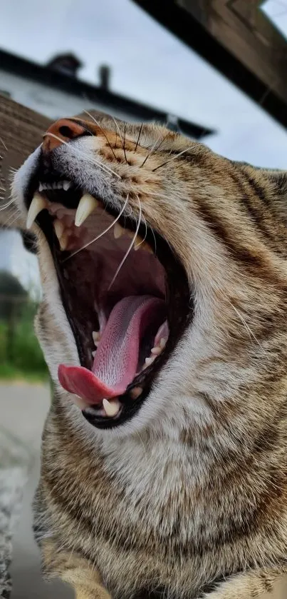 Close-up of a tabby cat yawning with vivid detail and sharp features.