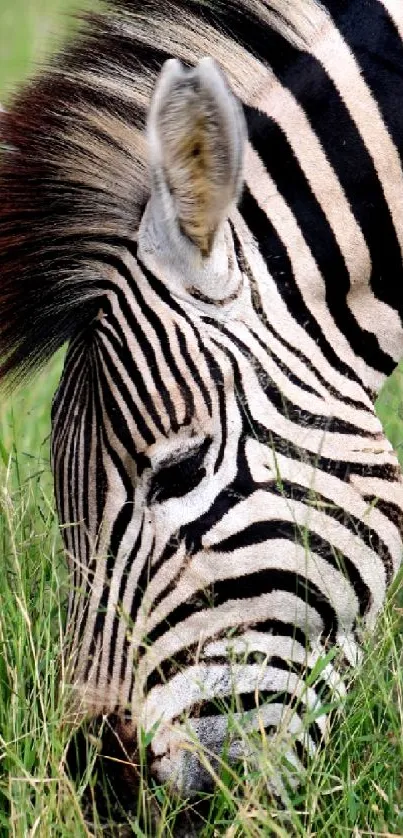 Zebra grazing in open grassland, vivid stripes visible.