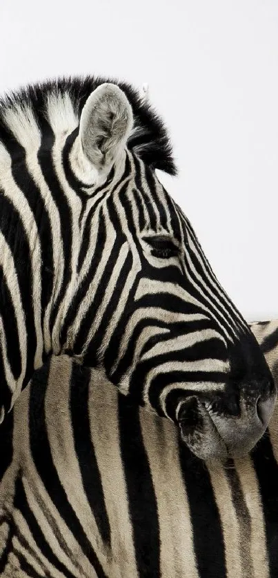 Elegant close-up of a zebra with striking black and white stripes.