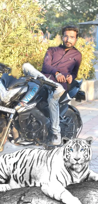 Man sitting on motorcycle with white tiger in foreground.