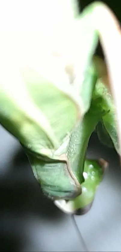 Mantis on a vibrant green leaf in close-up view.