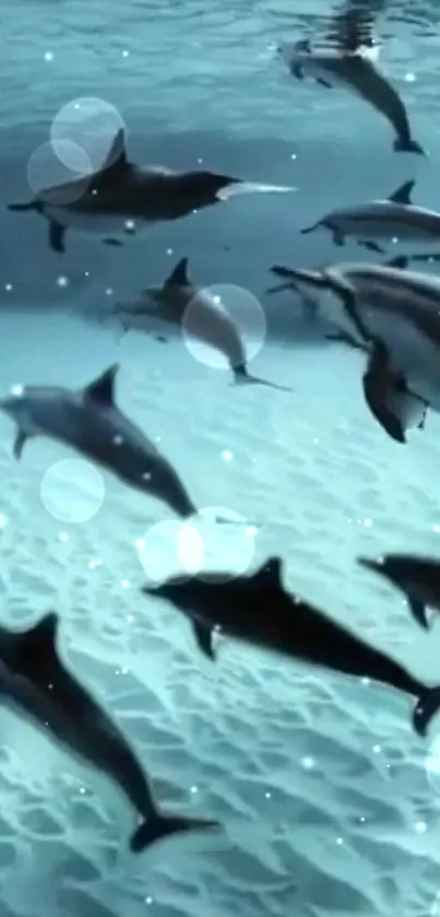 School of dolphins swimming underwater in a serene ocean setting.