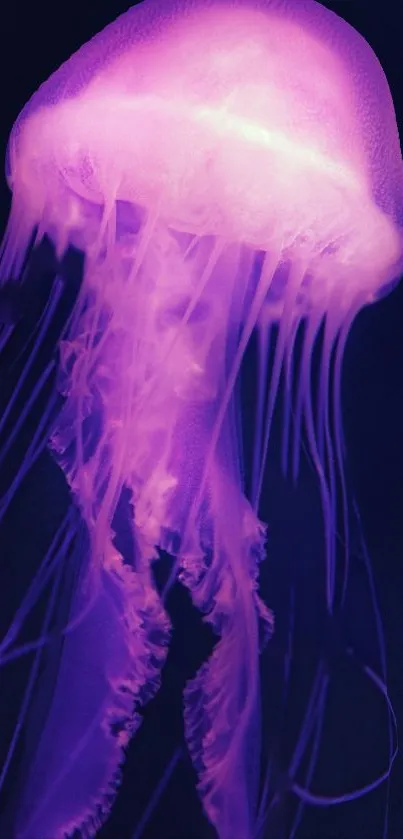 Marine Invertebrates Jellyfish Bioluminescence Live Wallpaper