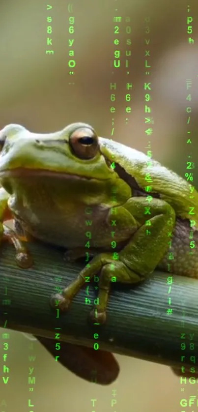 Green tree frog on bamboo with matrix code overlay.