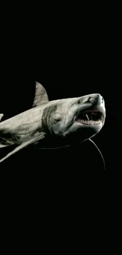 Megalodon shark on dark background, mobile wallpaper.