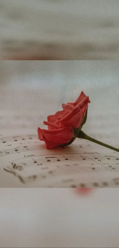 Red rose on vintage music sheet wallpaper.