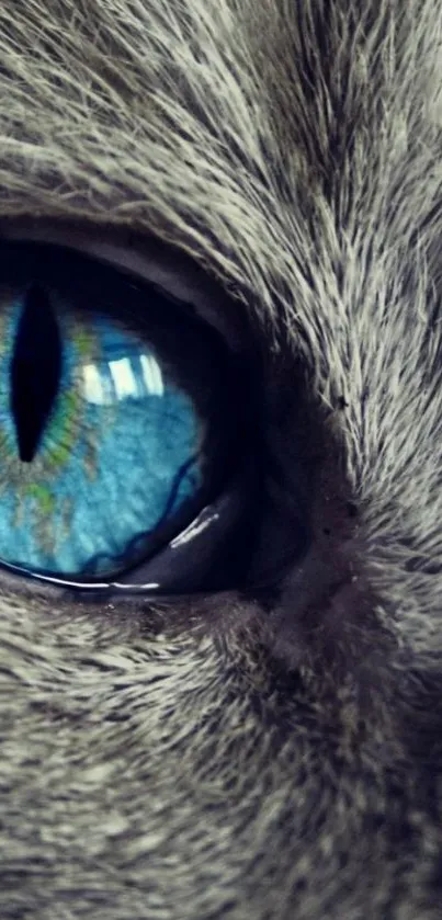 Close-up of a cat's vivid blue eye with detailed fur.