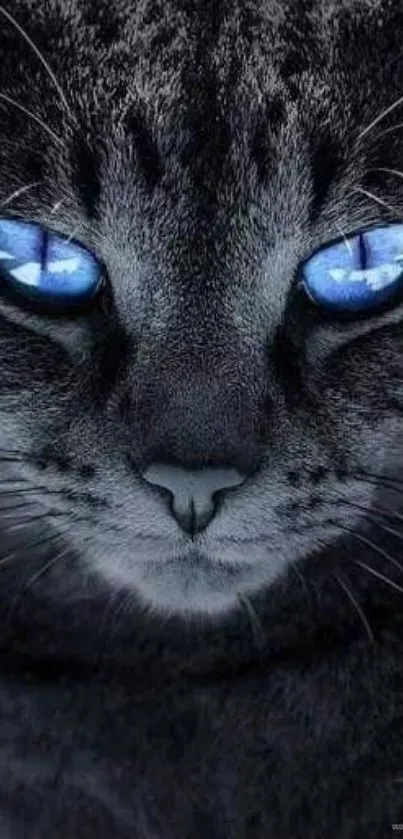 Feline image with striking blue eyes, dark fur, and intense gaze.