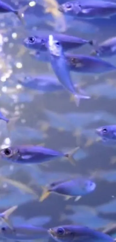 A serene underwater scene of blue fish swimming gracefully in a school.