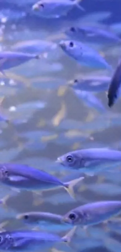 School of blue fish swimming in a serene underwater setting.