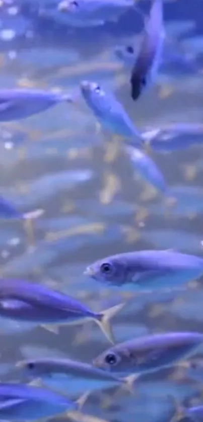 Blue fish swimming in a serene underwater scene.