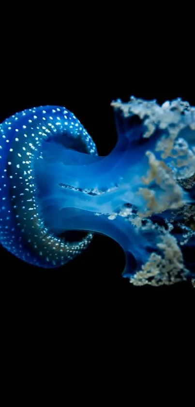 Blue jellyfish gliding gracefully in dark ocean depths.