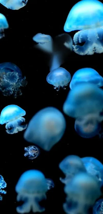 Serene blue jellyfish floating against a dark backdrop.