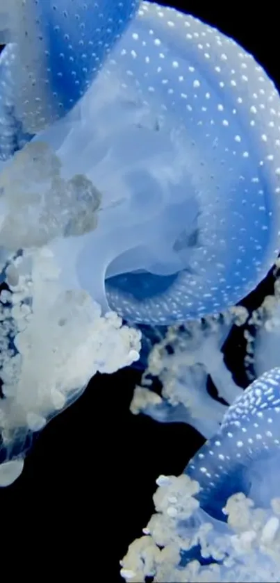 Blue jellyfish gracefully floating underwater against a dark background.