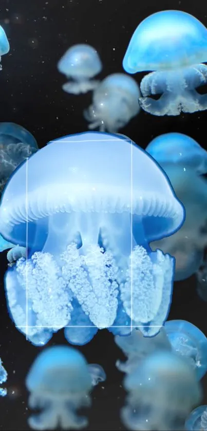 Serene mobile wallpaper of glowing blue jellyfish.