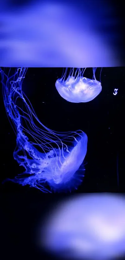 Luminous blue jellyfish float gracefully on a dark background.