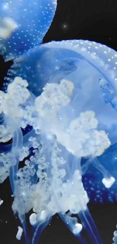 Elegant blue jellyfish float gracefully underwater.