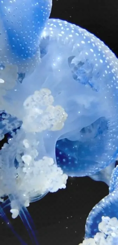 Blue jellyfish floating gracefully underwater.