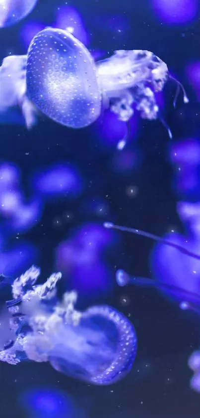 Mesmerizing blue jellyfish glide gracefully in a deep ocean background.