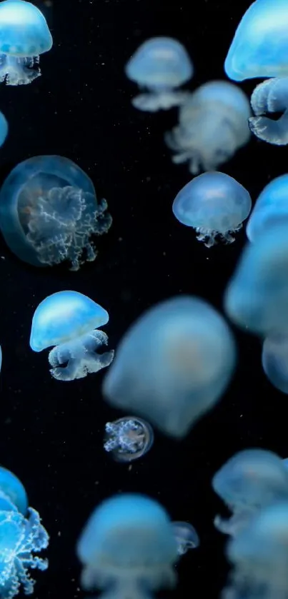 Luminous blue jellyfish floating in a dark ocean background mobile wallpaper.