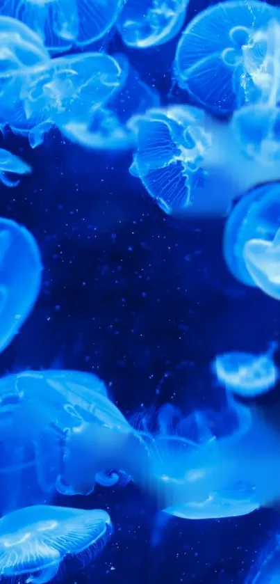 Blue jellyfish swimming in dark ocean background.