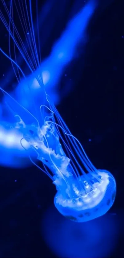 Glowing blue jellyfish in dark ocean background