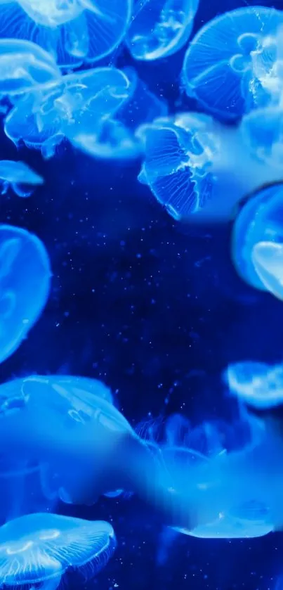 Vibrant blue jellyfish gracefully floating.