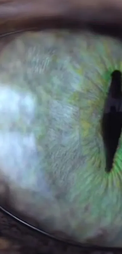 Close-up of a vibrant cat eye with green hues.