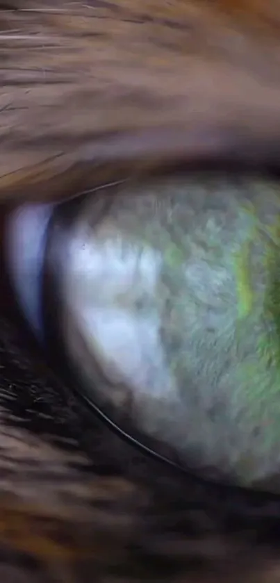 Close-up of a mesmerizing green cat eye with detailed textures.