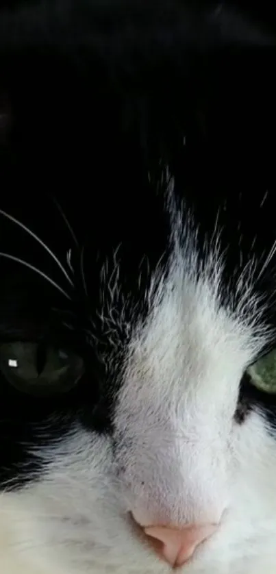 Close-up of a black and white cat with striking green eyes.