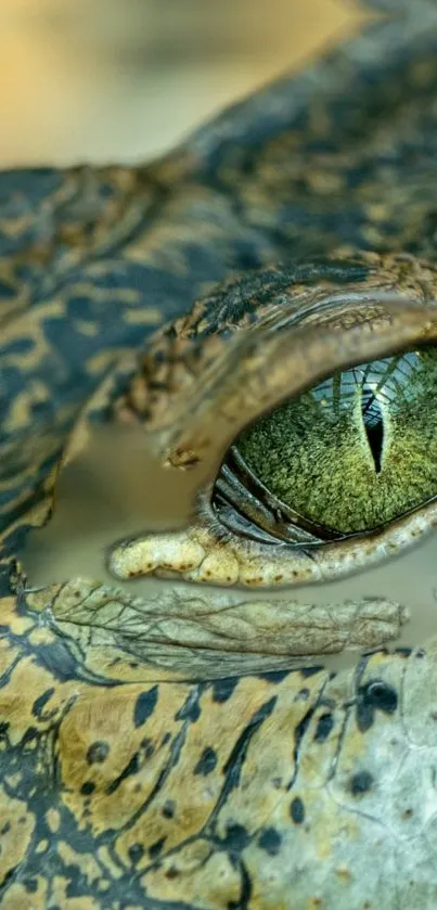 Close-up of a crocodile's eye with intricate details in olive green hues.