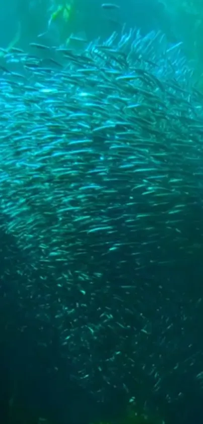 A mesmerizing underwater swarm of fish in teal waters.